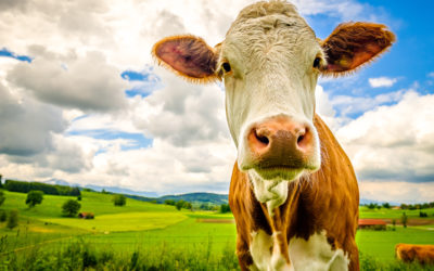 New FDA Guidance: No deferral for Cruetzfeldt-Jakob Disease (or mad cow disease)